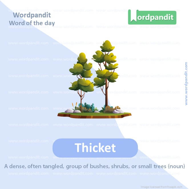 Thicket Picture Vocabulary