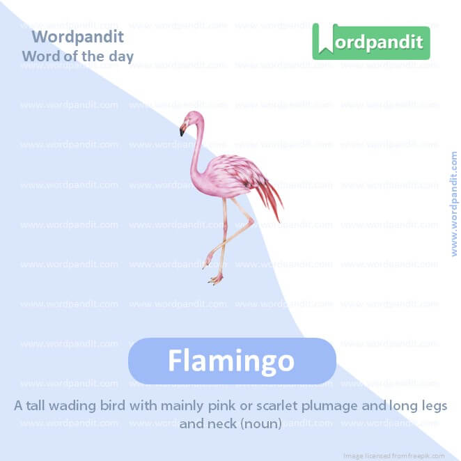 Flamingo Picture Vocabulary