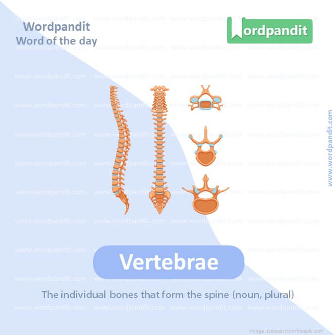 Vertebrae Picture Vocabulary