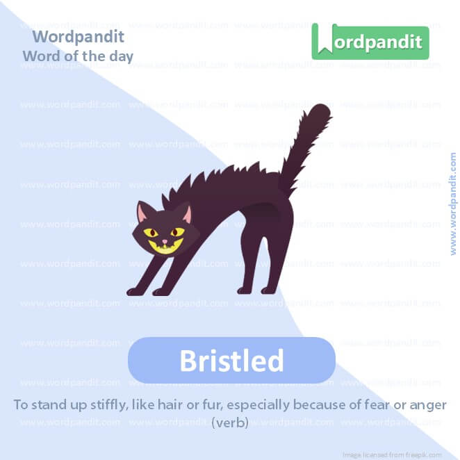 Bristled Picture Vocabulary