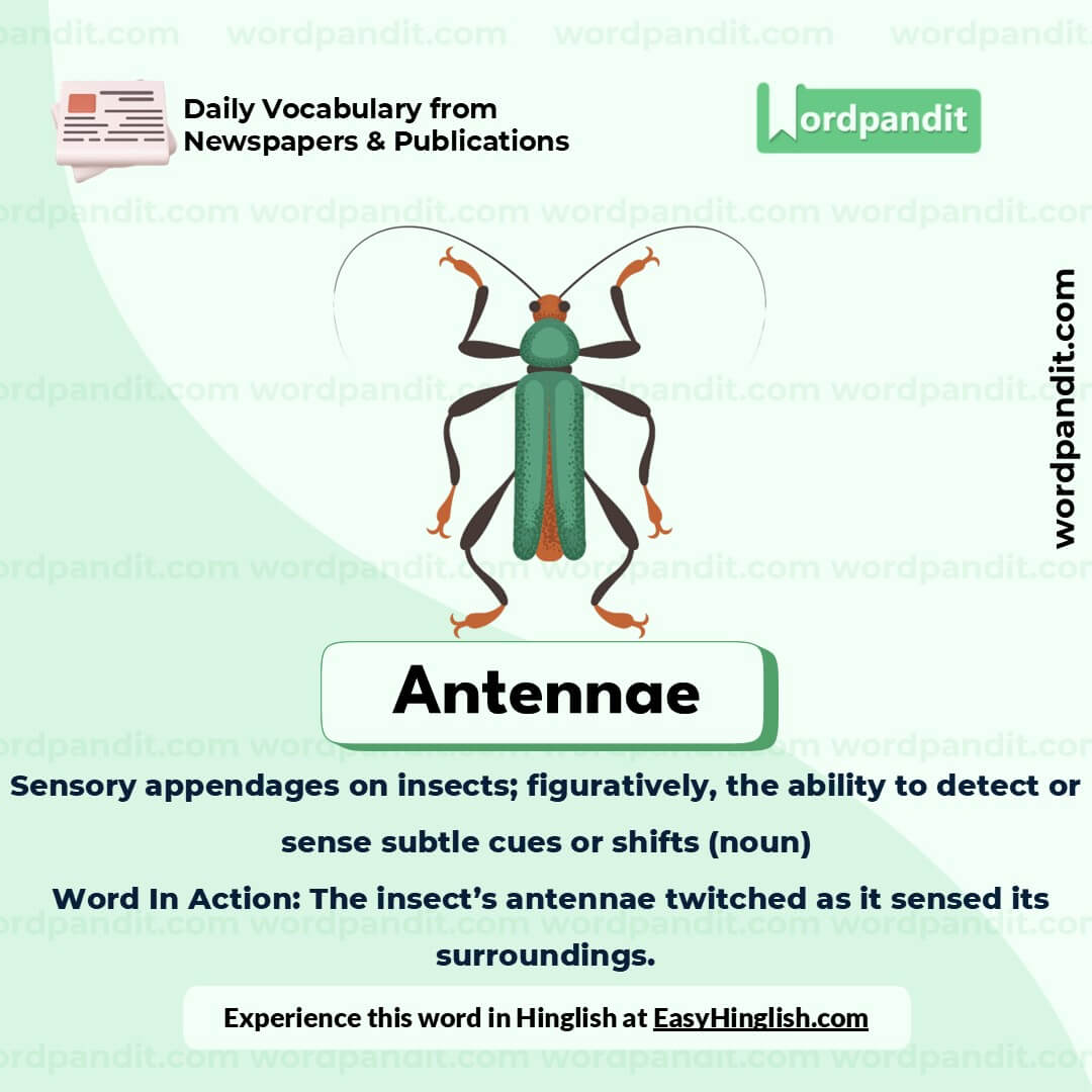 Antennae Picture Vocabulary