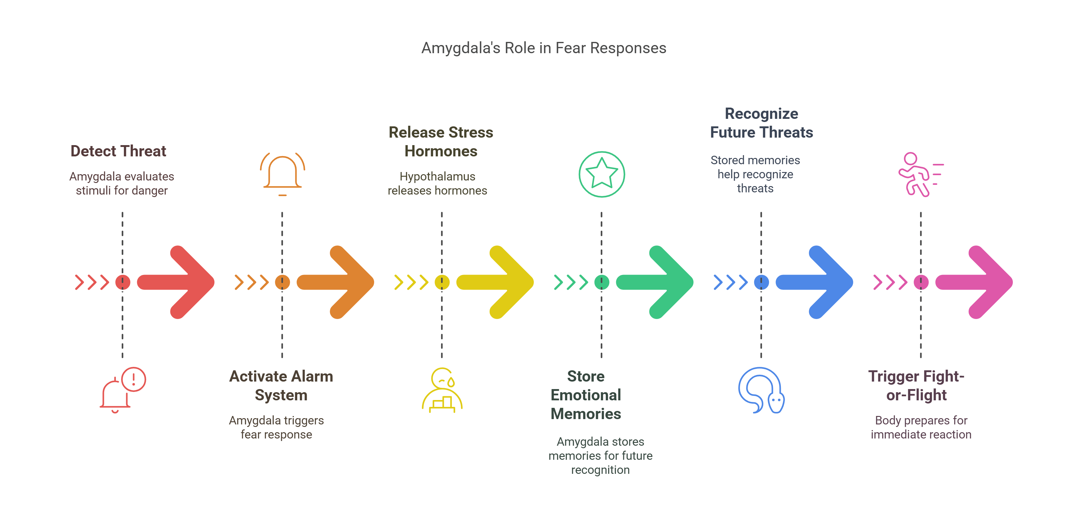 Amygdala's Role In Fear Responses