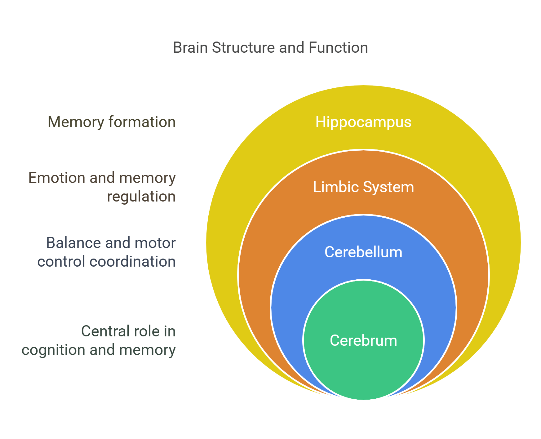 Brain Structure And Function Cerebrum To Hippocampus
