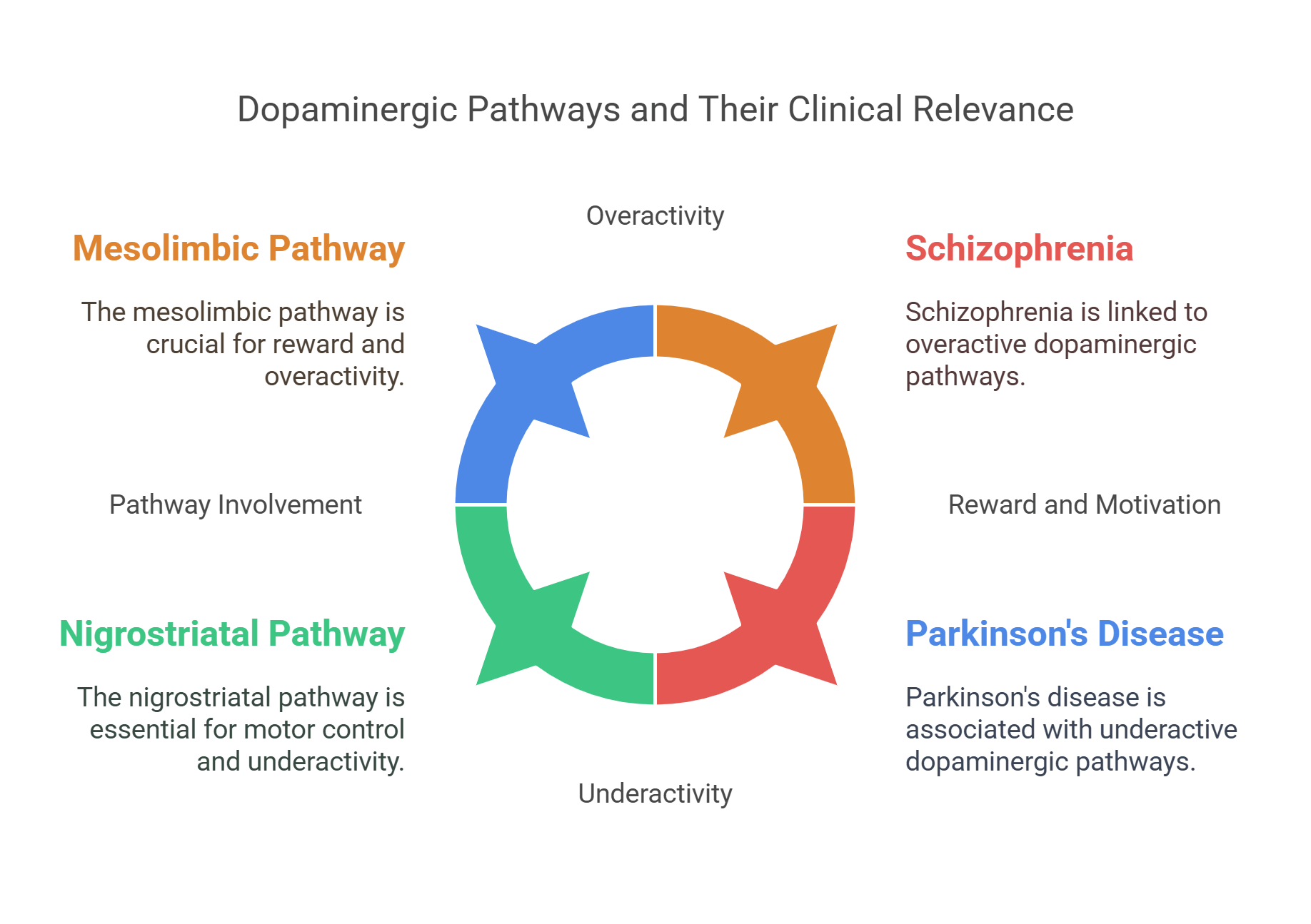 Dopaminergic Pathways And Clinical Relevance