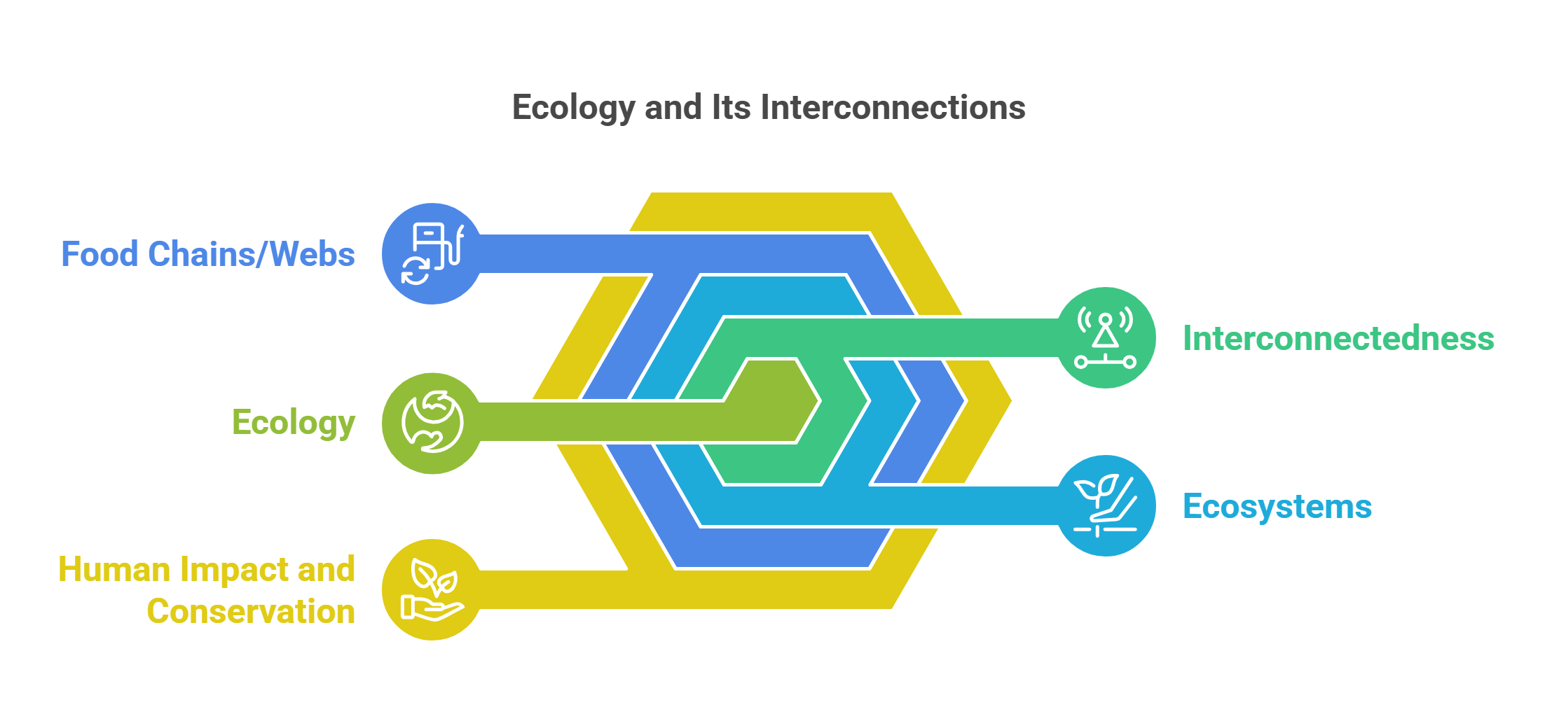 Ecology And Its Interconnections