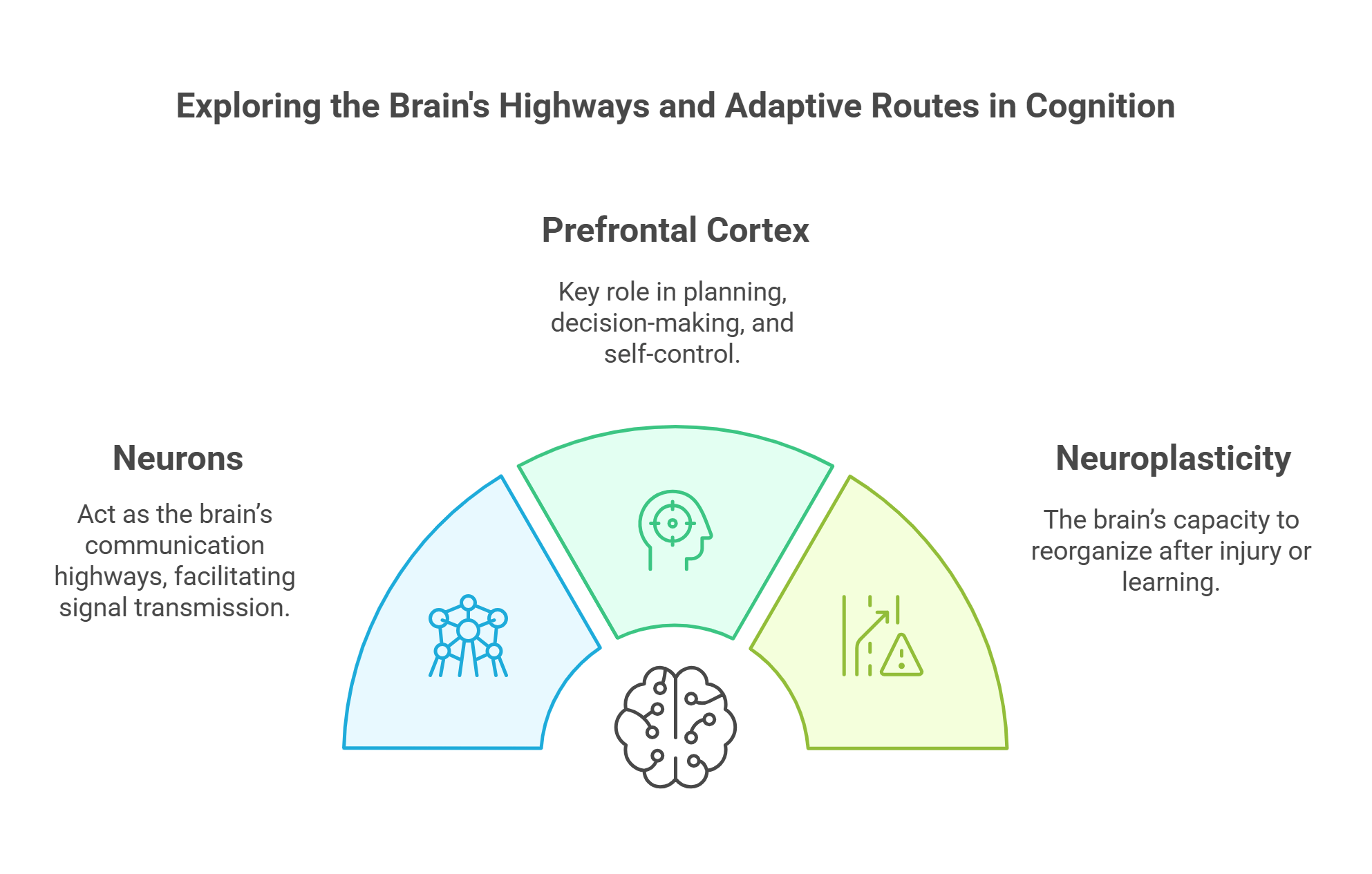 Exploring Brain's Highways Neurons, Neuroplasticity, And Prefrontal Cortex