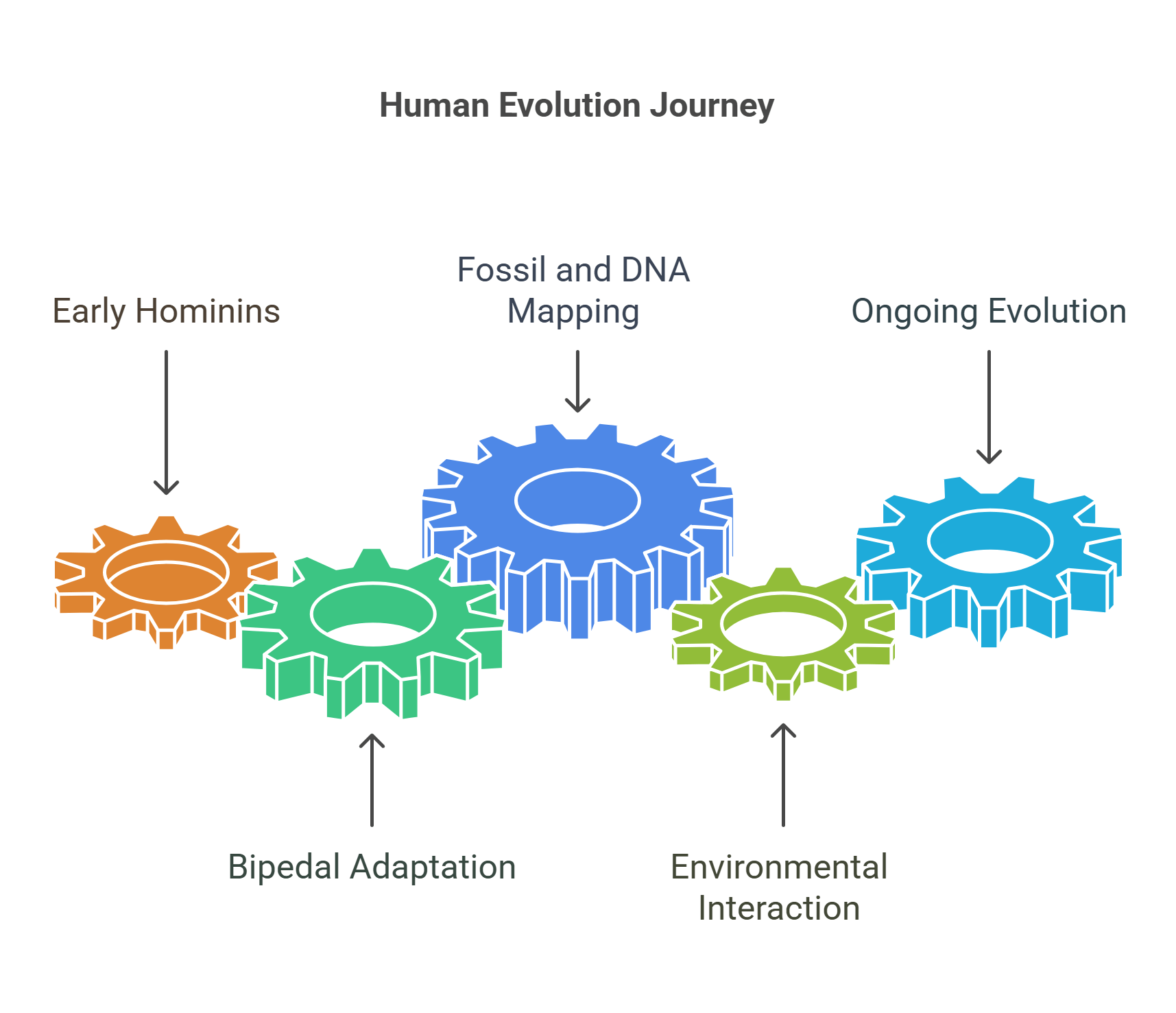 Human Evolution Journey