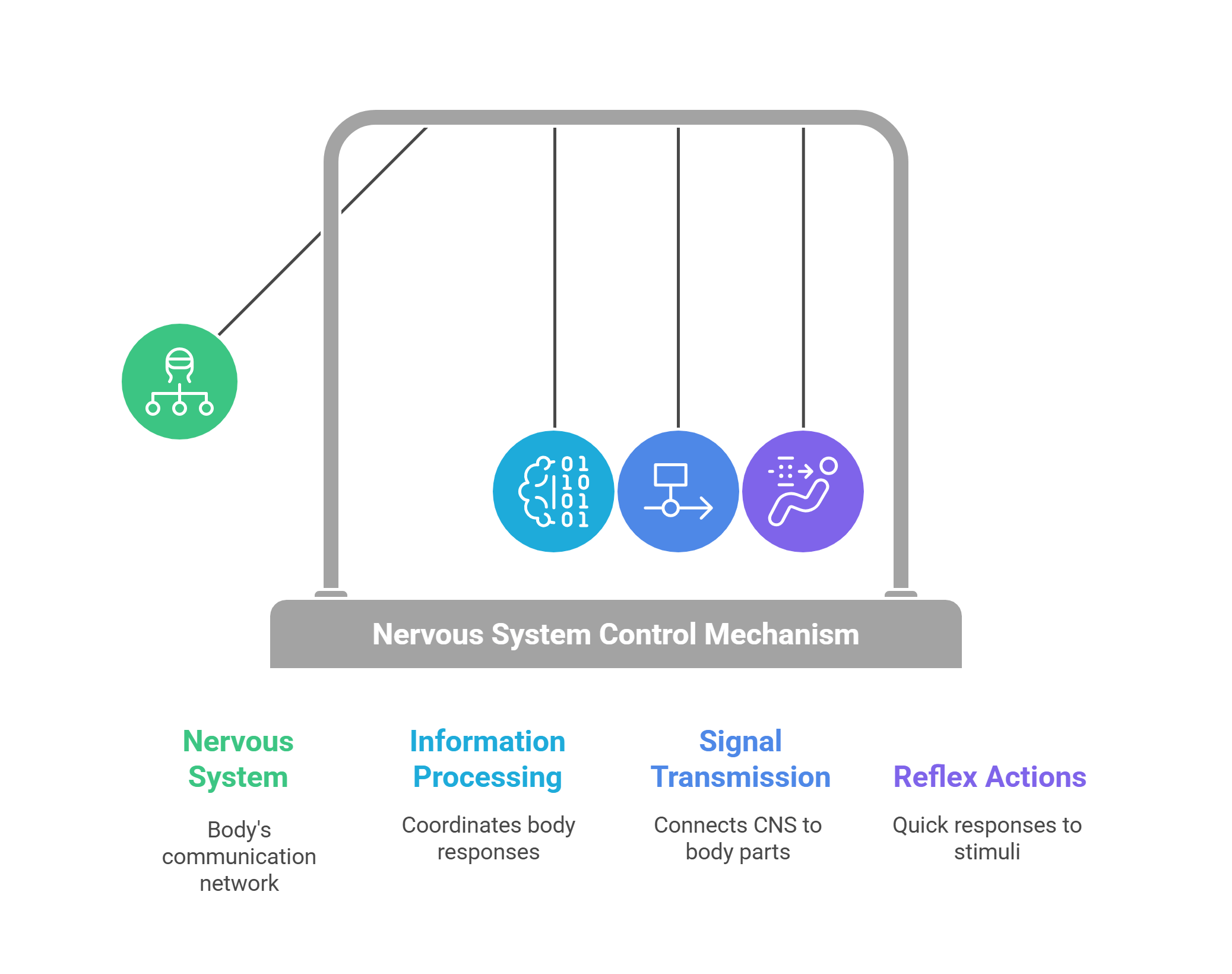 Nervous System Control Mechanisms Explained