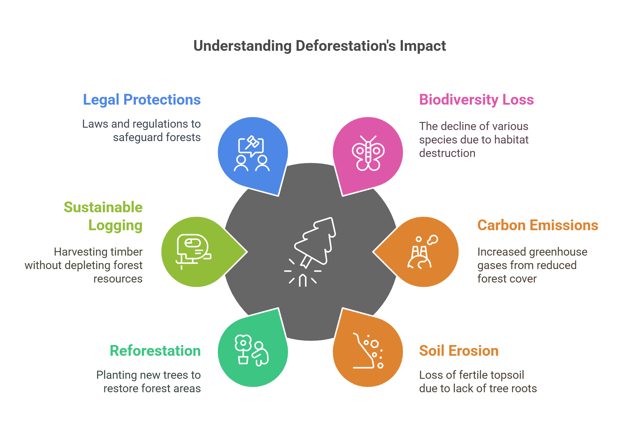 Understanding The Impact Of Deforestation