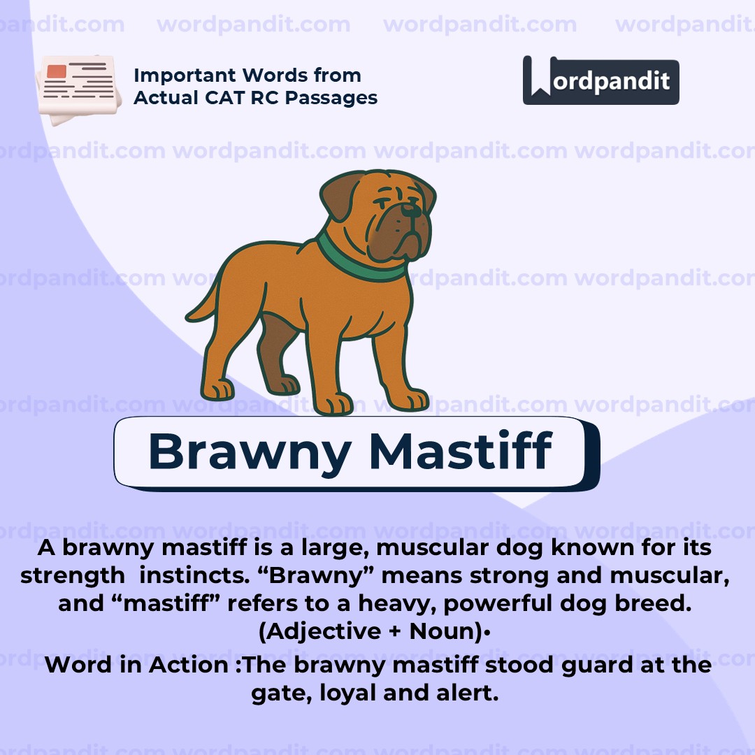Brawny Mastif