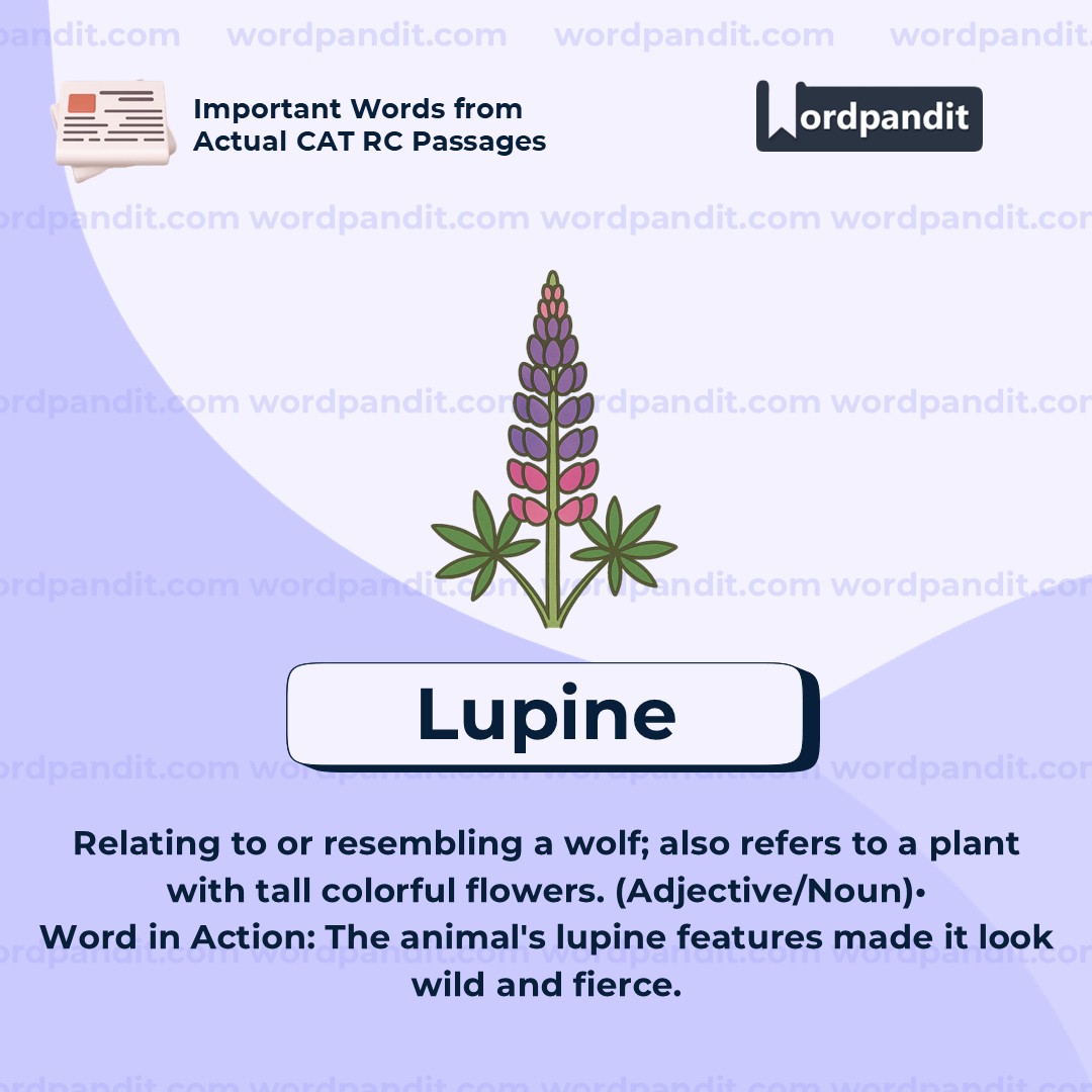 Lupine