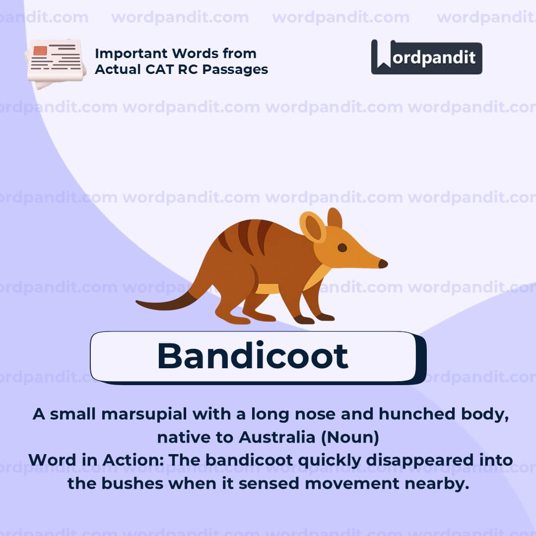 Bandicoot