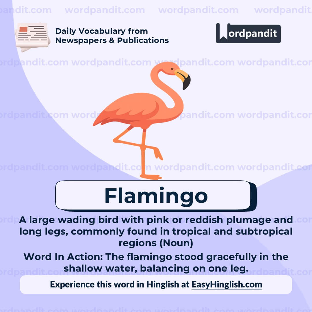 Flamingo Flamingo